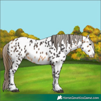 Horse Color:Buckskin Near Leopard 