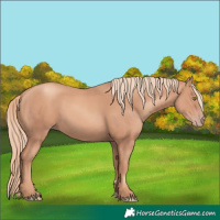 Horse Color:Gold Champagne