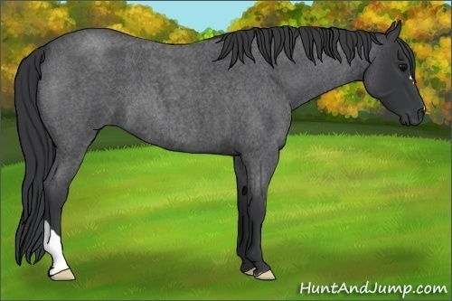 Horse Color:Blue Roan 