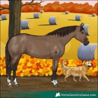 Horse Color:Liver Red Dun