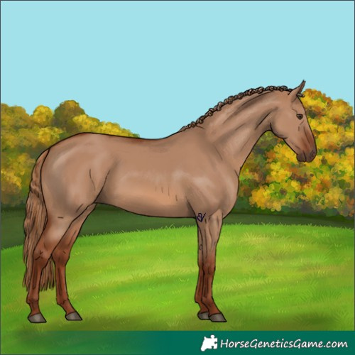 Horse Color:Red Dun 