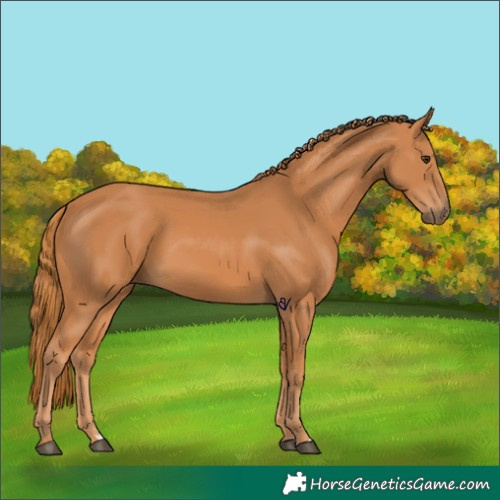 Horse Color:Chestnut 