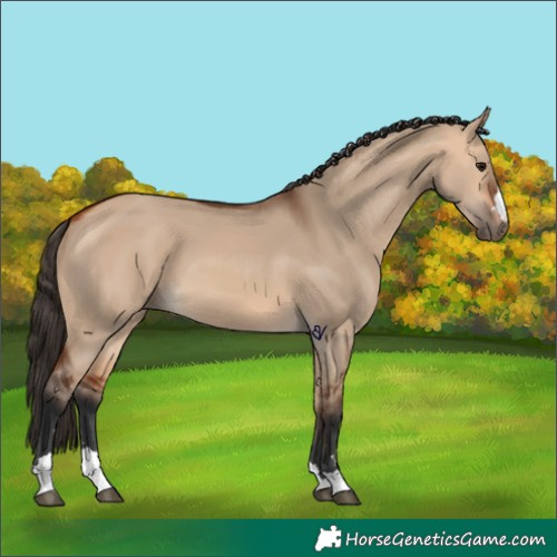 Horse Color:Bay Dun 