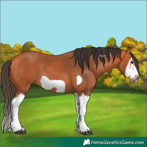 Horse Color:Bay Splash Frame 