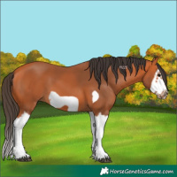 Horse Color:Bay Splash Frame 