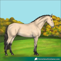 Horse Color:Buckskin 