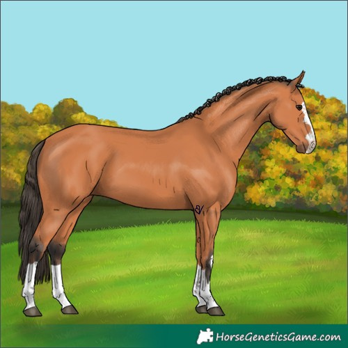 Horse Color:Bay 
