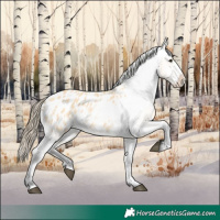 Horse Color:Buckskin Frame Appaloosa 