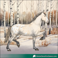 Horse Color:Buckskin Frame Appaloosa 