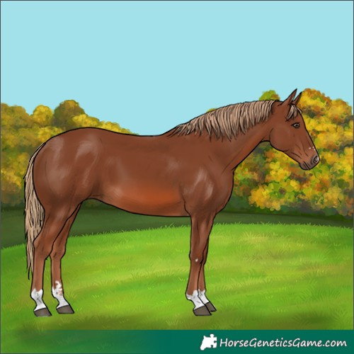 Horse Color:Chestnut 