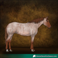 Horse Color:Red Roan 