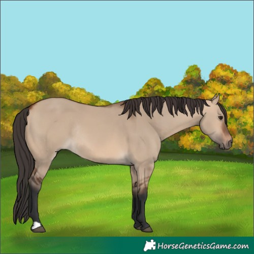 Horse Color:Bay Dun Rabicano 