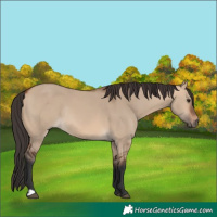 Horse Color:Bay Dun Rabicano