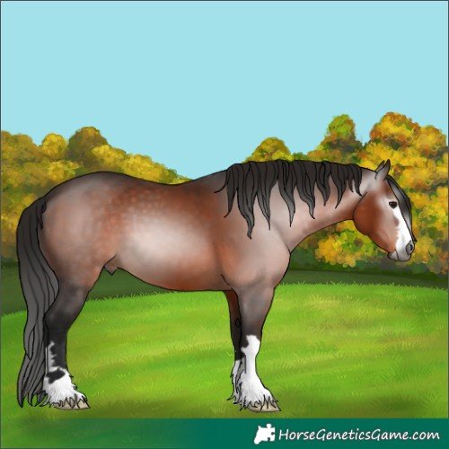 Horse Color:Gray Bay 