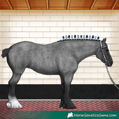 Horse Color:Blue Roan 