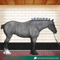 Horse Color:Blue Roan 