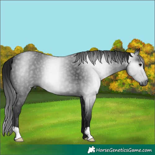 Horse Color:Gray Black 
