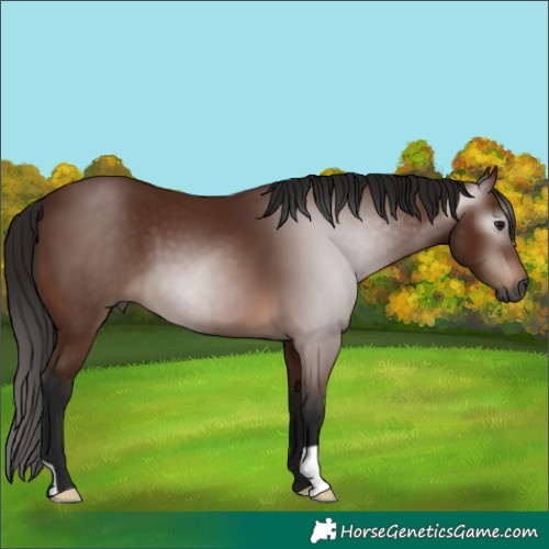 Horse Color:Gray Bay 