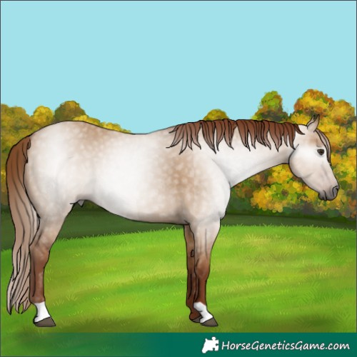 Horse Color:Gray Red Dun 