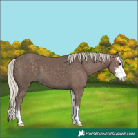 Horse Color:Silver Black Sabino 