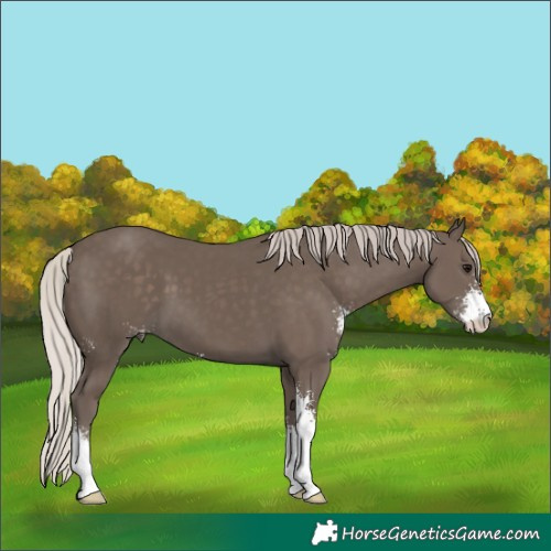 Horse Color:Silver Black Sabino 