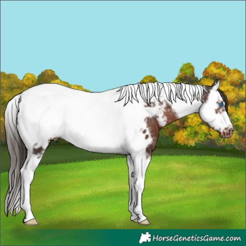 Horse Color:Liver Chestnut Splash Tobiano Frame Near Leopard Rabicano 