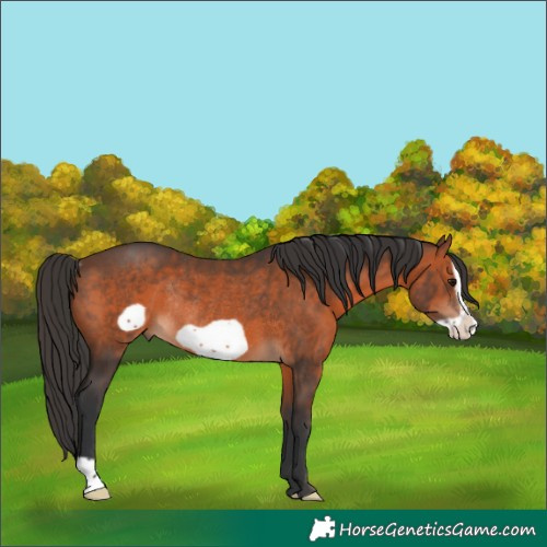 Horse Color:Brown Frame Rabicano 