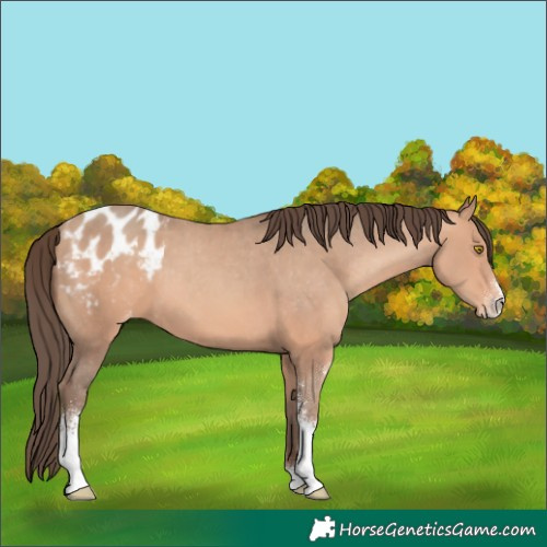 Horse Color:Amber Champagne Sabino Blanket 