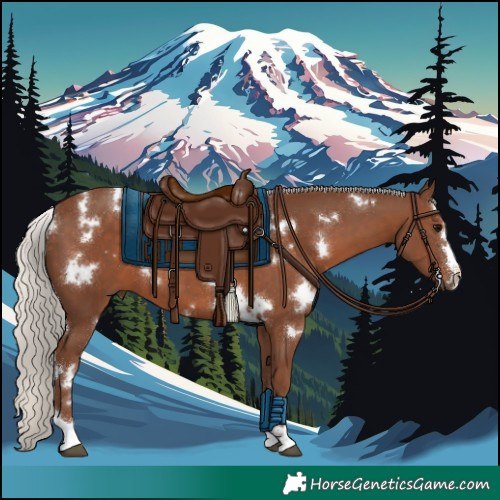 Horse Color:White Spotted Silver Black 