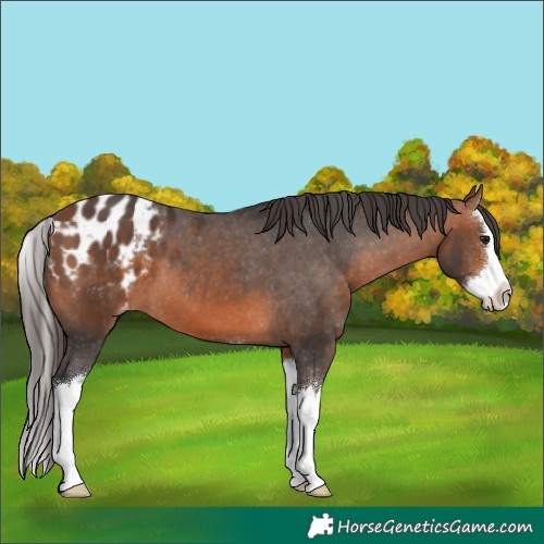 Horse Color:Bay Splash Appaloosa 