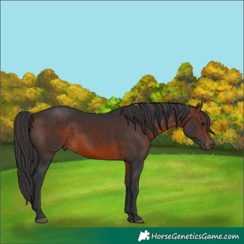 Horse Color:Brown Rabicano 