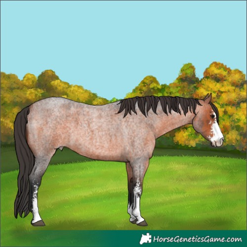 Horse Color:Bay Roan Sabino 