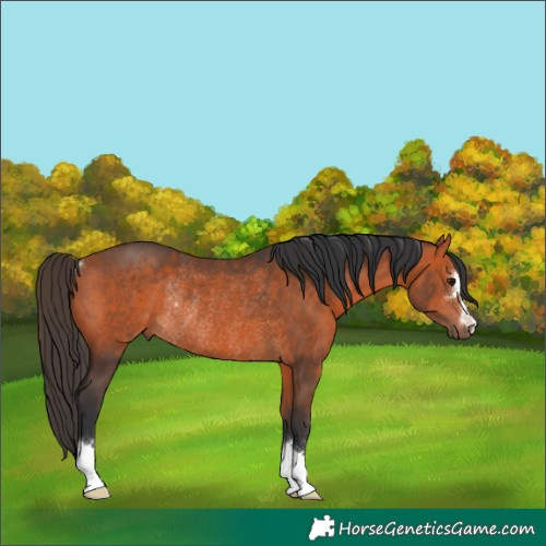 Horse Color:Bay Rabicano 
