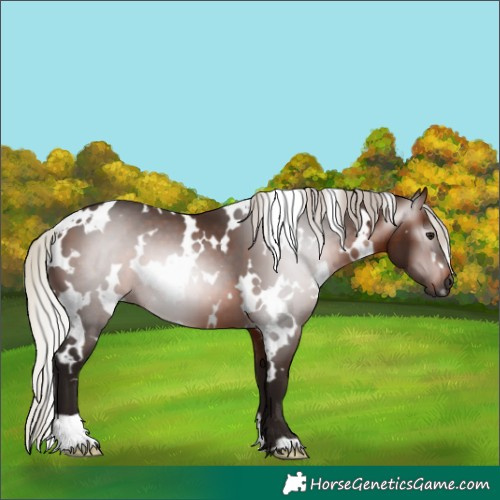 Horse Color:Gray White Spotted Silver Bay 