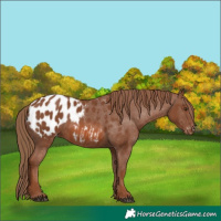 Horse Color:Chestnut Appaloosa 