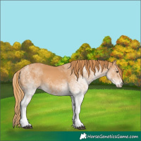 Horse Color:White Spotted Chestnut 