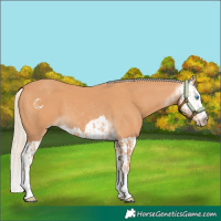 Horse Color:Gray Cremello Splash  and Gray Cremello Splash 