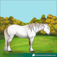Horse Color:Gray Palomino Roan Dun Splash 