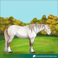 Horse Color:Gray Palomino Roan Dun Splash 