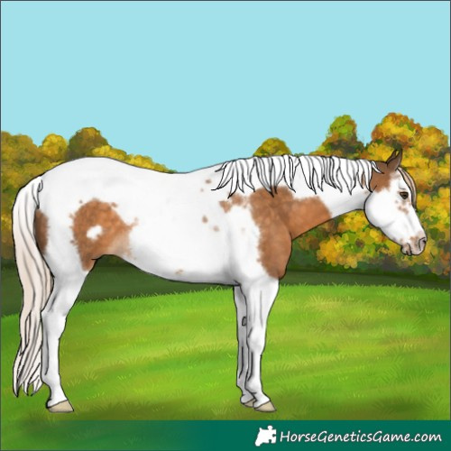 Horse Color:Chocolate Palomino Splash Tobiano Frame Rabicano 