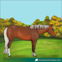 Horse Color:Silver Bay Tobiano Rabicano 