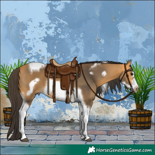 Horse Color:Buckskin Tobiano Frame 