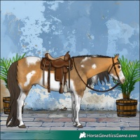 Horse Color:Buckskin Tobiano Frame 