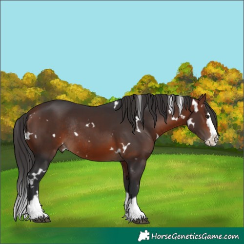 Horse Color:White Spotted Bay Splash Rabicano 