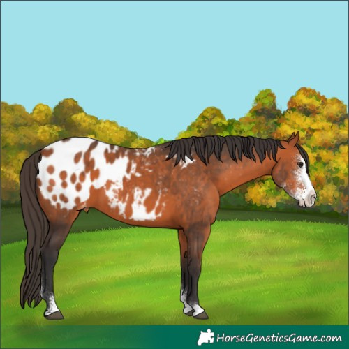Horse Color:Bay Sabino Blanket 
