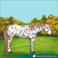 Horse Color:Chestnut Appaloosa 