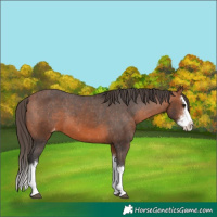 Horse Color:Bay Sabino Splash Varnish