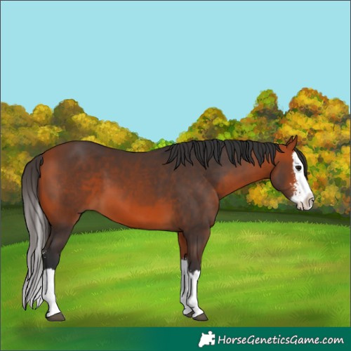 Horse Color:Bay Sabino Splash 
