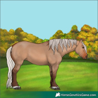 Horse Color:Silver Bay Dun 