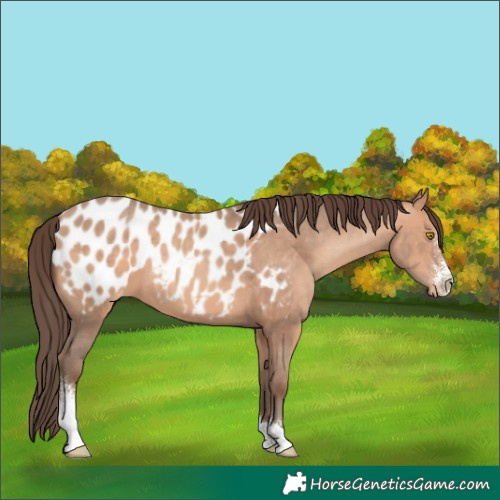 Horse Color:Amber Champagne Sabino Near Leopard 